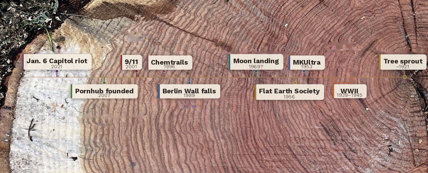The tree's cut face with historical dates marked along a measured radius from pith to bark