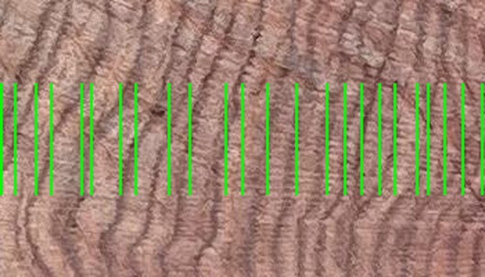 Close-up crop of tree rings in the mid-section, with each detected ring boundary marked by a green line