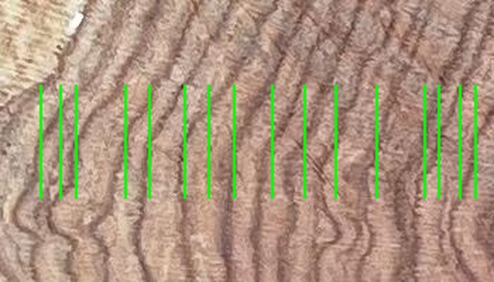 Close-up crop of tree rings near the outer edge, with each detected ring boundary marked by a green line
