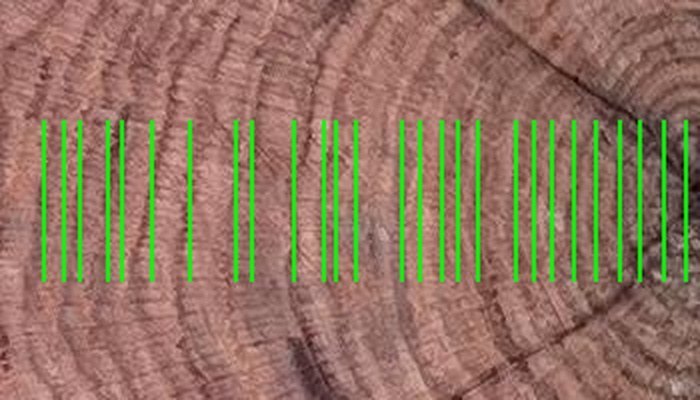 Close-up crop of tree rings near the pith, with each detected ring boundary marked by a green line